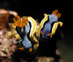 A pair of chromodoris taken during a night dive in Cape B... by Siew Ling Chang 